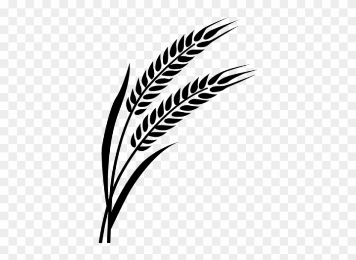 Wheat tattoo located on the inner forearm.