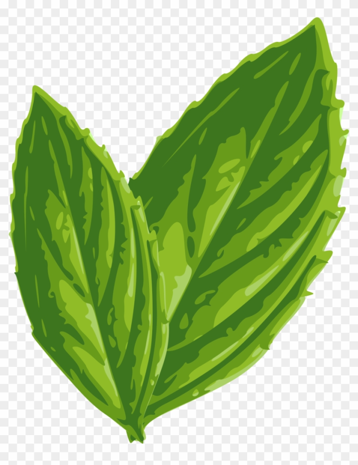 Mint Leaf Drop Shape Concept Logo. Stock Vector - Illustration of