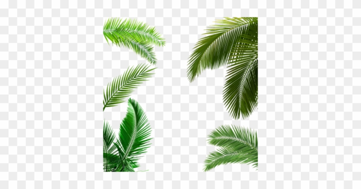palm tree leaves png