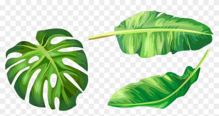 banana leaves vector logo