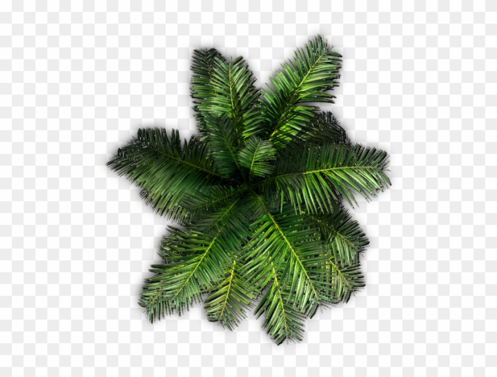 palm tree,floral,food,decorative,top,decoration,lunch,plant pot,carnival,grass,sauce,factory,gardening,tropical plants,animal,aquatic plants,trees,sea plants,safety,potted plants,garden,water plants,helmet,growing plants,circus,garden plants,together,organic,landscape,design,witch,nature,heart,illustration,love,big top,cool,eye,join,flower,png,comclipartmax
