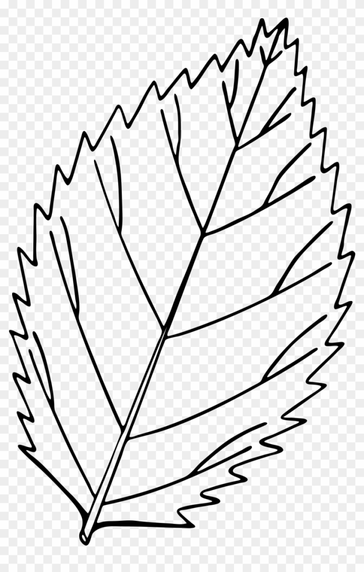Simple leaf simple leaf drawing simple leaf outline, Plant Stem, Twig,  Branch, Petal, Flower, Autumn Leaf Color, Grasses transparent background  PNG clipart | HiClipart