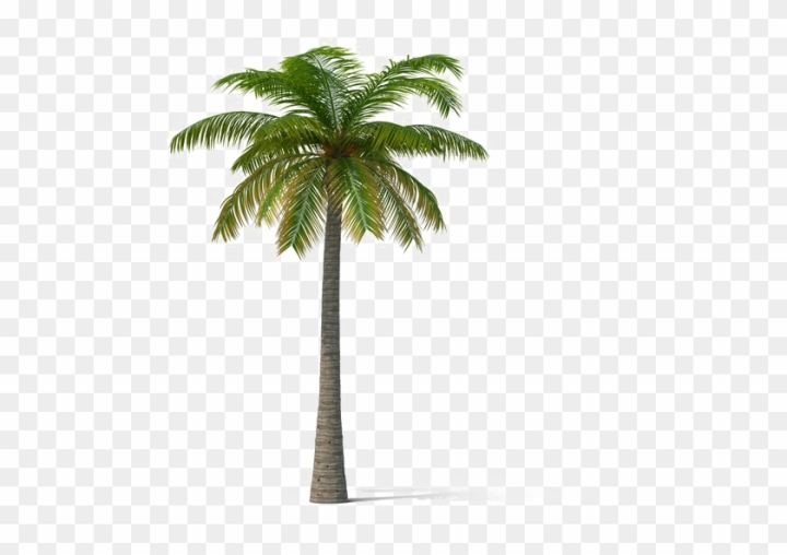 beach,decoration,palm tree,organic,background,tree vector,palm sunday,palm trees,leaf,grass,hand,season,pattern,silhouette,natural,decorative,summer,mountains,oil,design,industry,trees,sunday,illustration,christian,coconut oil,hand palm,square,palm leaf,flower,palm beach,glass,fruit,banner,wood,tree,family tree,tropical,forest,sun,png,comclipartmax