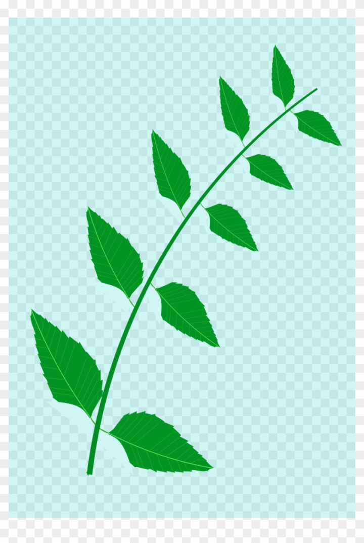 Tree Drawing Cottonwood Leaf - Tree Vector Png Download Transparent  Background Tree Vector Png,Tree With Transparent Background - free  transparent png images - pngaaa.com