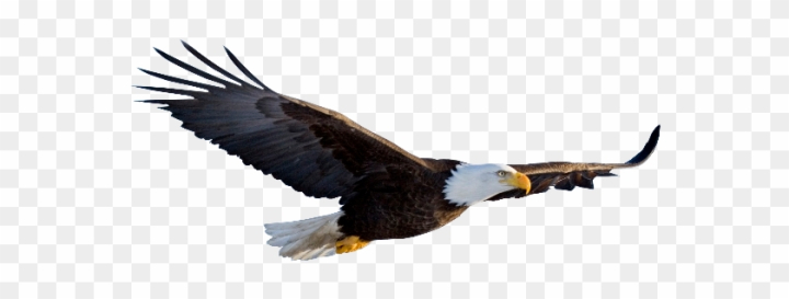 eagle with banner clip art
