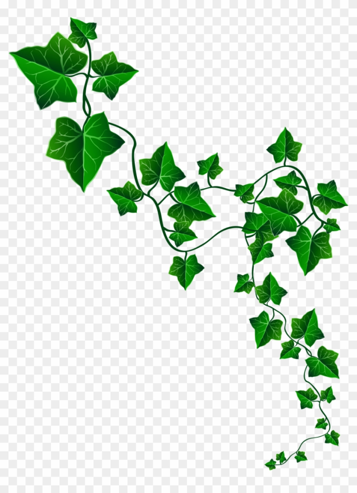 aka ivy leaf clip art