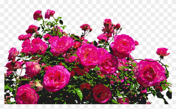 Free: Roses, Nature, Drawing, Flower, Rose Blooms, Blossom - Jardim De Flores  Png - nohat.cc