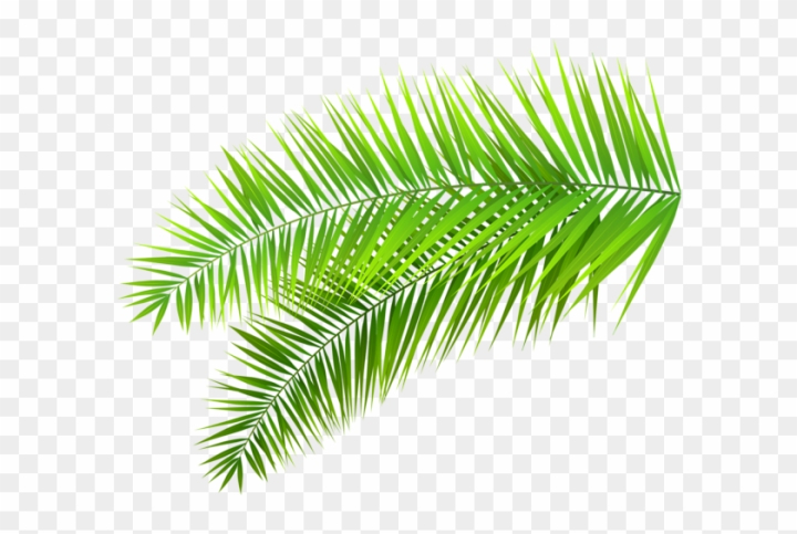 palm tree,sea,pattern,wallpaper,abstract,palm,square,exotic,painting,holiday,glass,vacation,leaves,ocean,banner,tropical beach,sun clip art,tropical flowers,lines,tropical fruit,paint,tropical fish,colorful,tropical island,decorative,tropical birds,decorations,tropical flower,illustration,tropical leaves,photo,tropical plants,lion clip art,scene,imagination,drawing,picture,plant,photography,music,png,comclipartmax