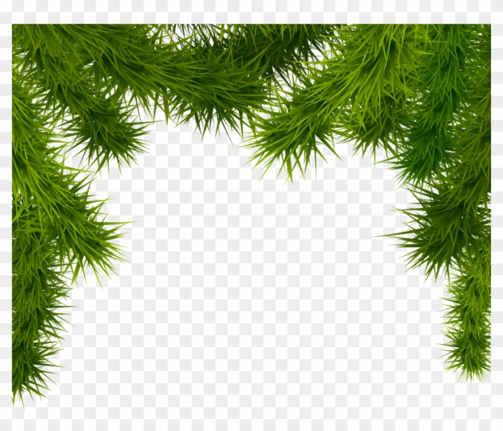 Christmas tree branches PNG