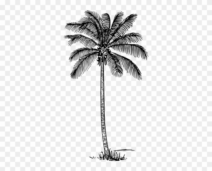 How to Draw a Coconut Tree Step by Step || Coconut Tree Drawing for  Beginners|| Tree Drawing - YouTube