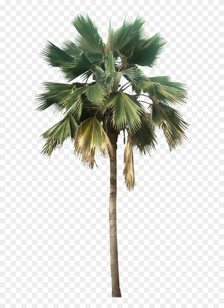 beach,palm tree,gatsby,palm sunday,adobe,hand,disco,oil,isolated,industry,style,sunday,graphic design,christian,hippie,hand palm,photo,palm leaf,fashion,palm beach,ampersand,sunglasses,set,happy father&amp;#x27;s day,repair,valentine&amp;#x27;s day,collage,st. patrick&amp;#x27;s day,nail,forest,symbol,template,hardware,background,equipment,photography,healthy,summer,workshop,frame,png