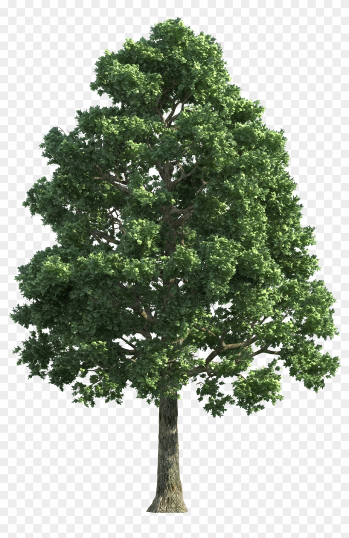 big tree clipart