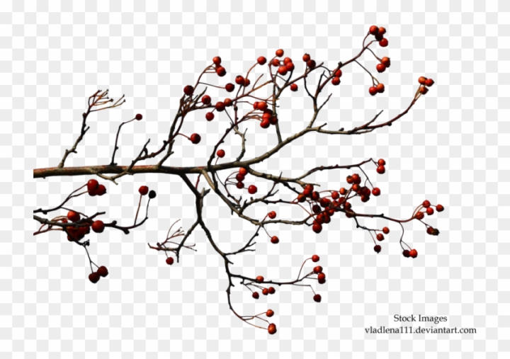 440+ Broken Tree Branch Illustrations, Royalty-Free Vector Graphics & Clip  Art - iStock