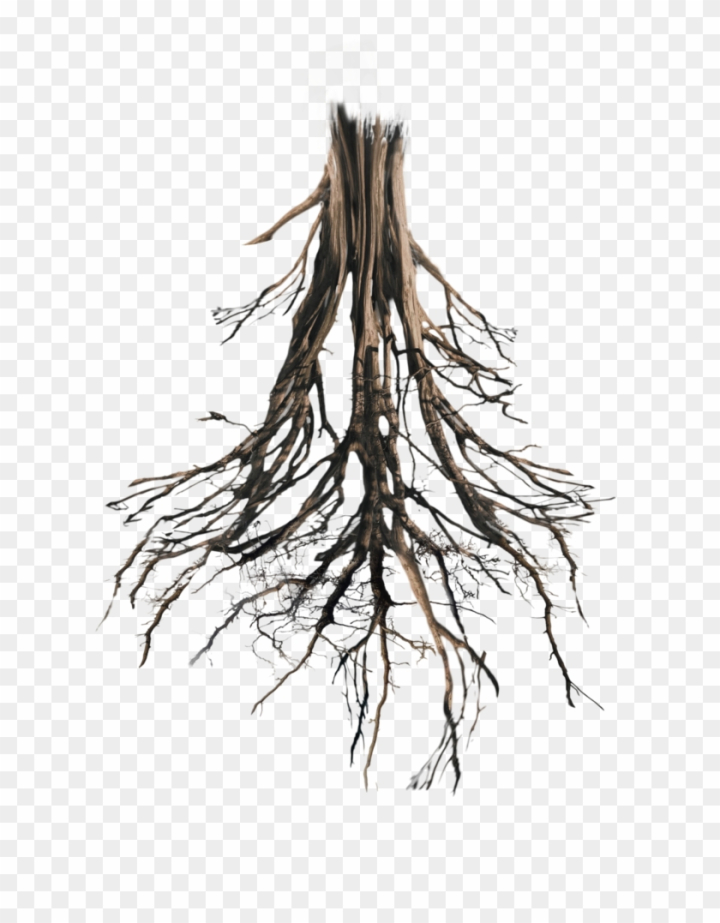 leaf,tree roots,trees,root,flower,tree,wood,natural,family tree,symbol,forest,plus,house,water,nature,plant roots,leaves,seed,plant,tree with roots,three,tree and roots,christmas tree,trees with roots,branch,calculator,tree of life,minus,tree silhouette,sign,tree branch,equal,flowers,math,abstract christmas tree,mathematic,red christmas tree,swamp,oak tree,math symbols,png,comclipartmax