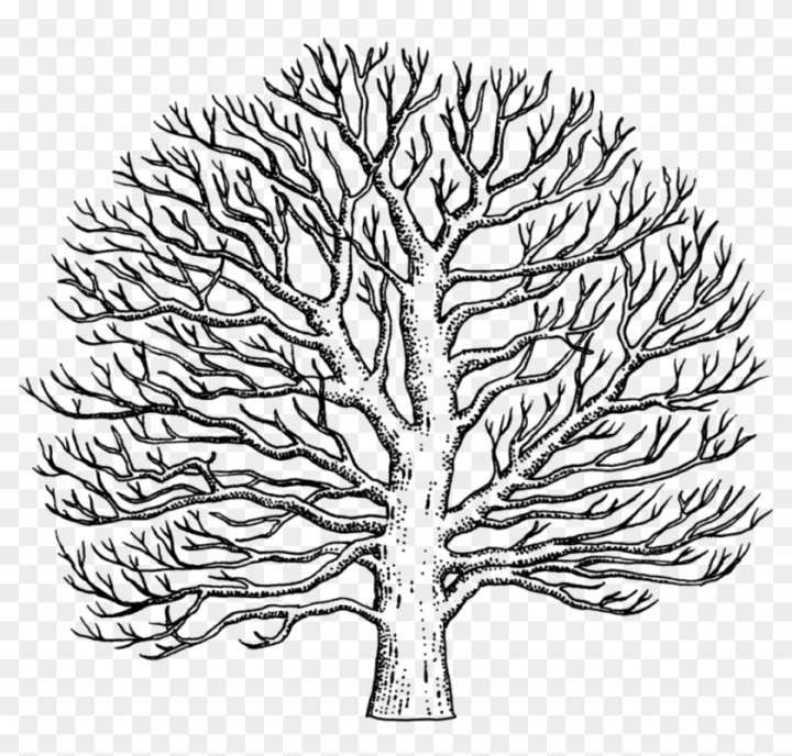 Dead Tree Drawing - How To Draw A Dead Tree Step By Step