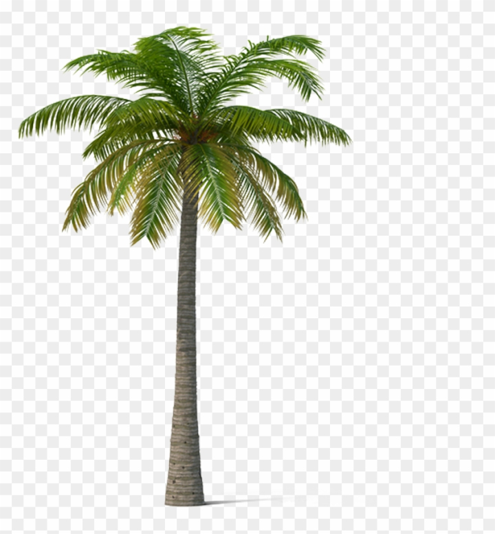 beach,illustration,palm tree,decoration,leaf,organic,palm sunday,tree vector,summer,palm trees,hand,design,trees,grass,natural,season,coconut oil,silhouette,oil,decorative,flower,mountains,industry,fruit,sunday,wood,christian,tree,background,family tree,hand palm,tropical,palm leaf,forest,palm beach,sun,house,pineapple,nature,coconut tree,png,comclipartmax