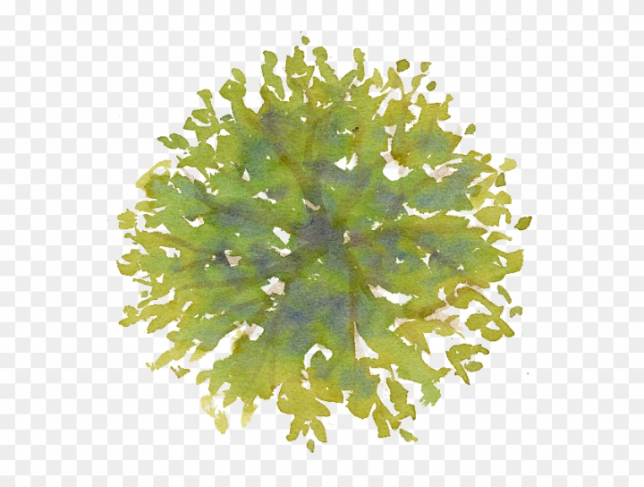 abstract tree png
