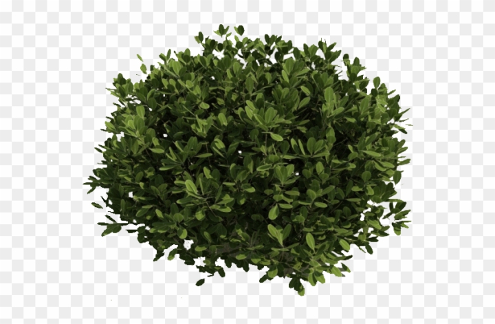 shrub clipart