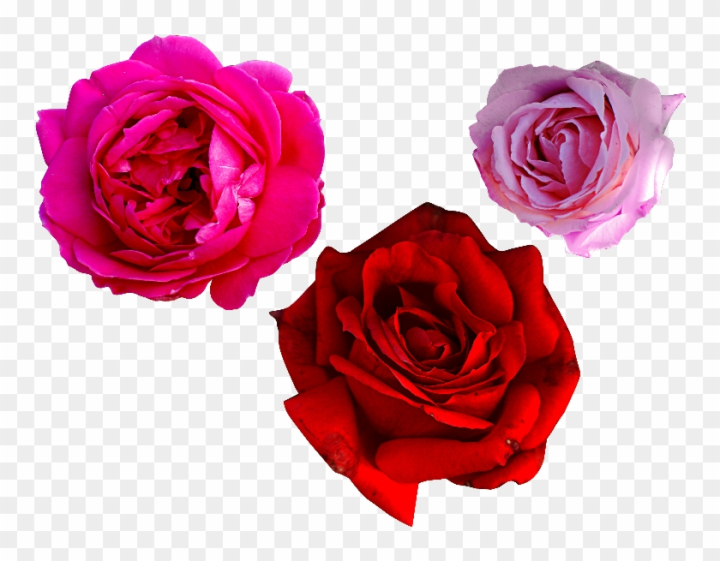 Free PSD  Rose flower png isolated on transparent background