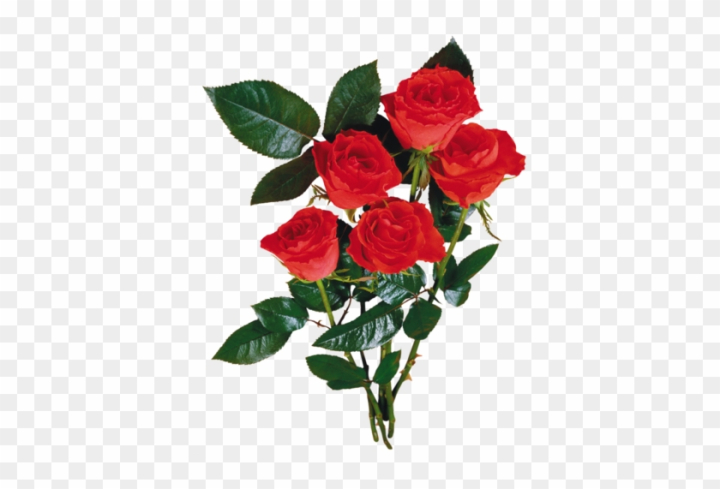 Free: 5-2 19 - Bouquet De Rose Rouge En Png - nohat.cc