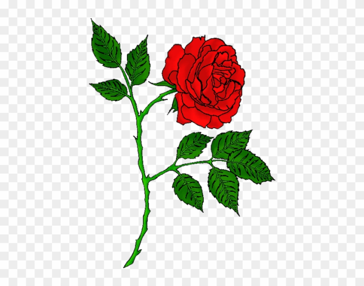 Premium PSD | Flower rose transparent background