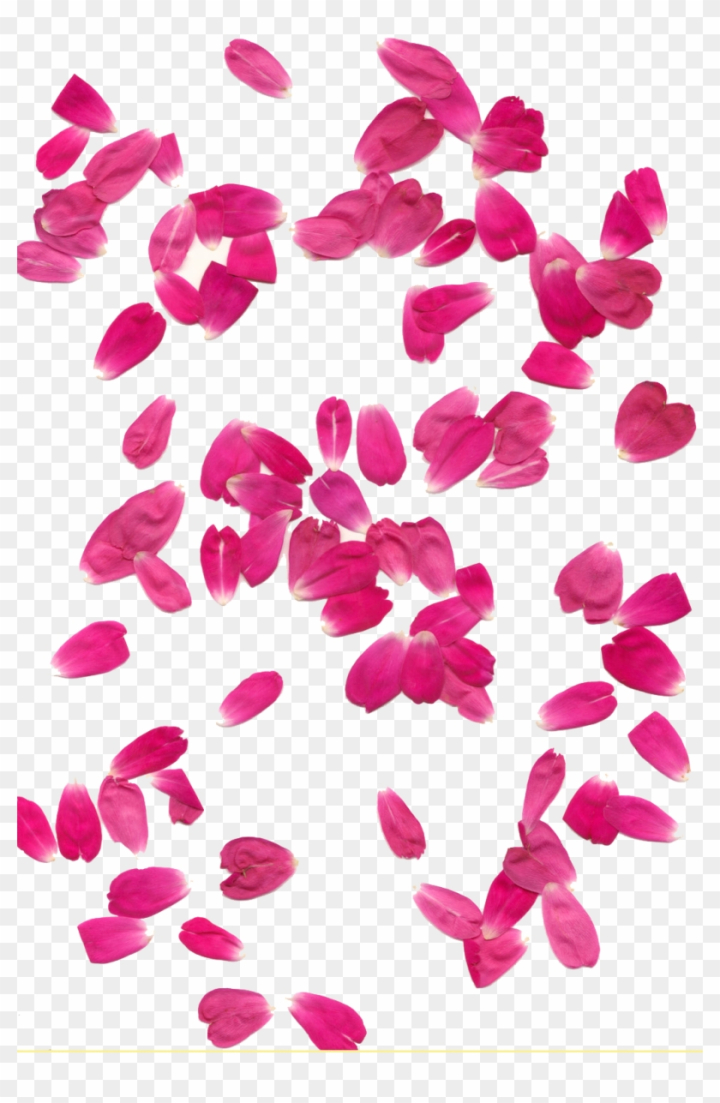 Background Of Pink Rose Petals - Stock Photos