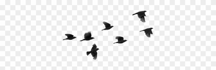 birds,isolated,outdoor,background,bird,design,flight,male,nature,people,wings,symbol,wildlife,sign,flying bird silhouettes,people silhouette,flower,woman silhouette,sport,man silhouette,love birds,head silhouette,airplane,girl silhouette,eagle,plane,flying,plane flying,flying bird,flyer,illustration,flying plane,tree,flying birds,wild,fly fishing,animal,river,silhouette,owl,png,comclipartmax