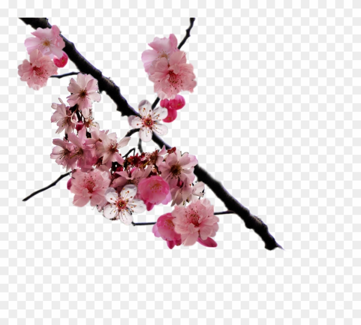 SKIMS on X: Sweet on Cherry Blossom.  / X