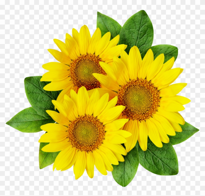 Free: Common Sunflower Cartoon Sunflower Seed - Sun Flowers Png Logo -  