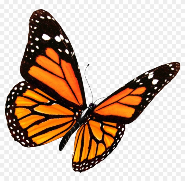 Monarch Butterfly Clipart Transparent Background - Monarch Butterfly ...