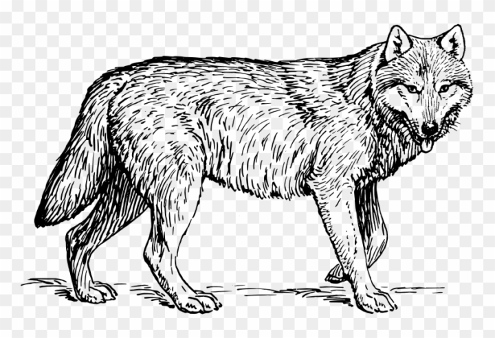 Premium Vector  A set of wolf coloring page line art coloring page design