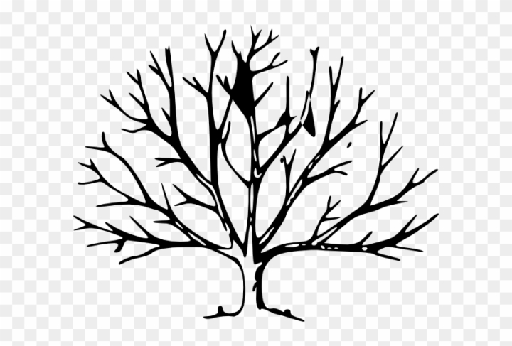 how to draw a tree without leaves