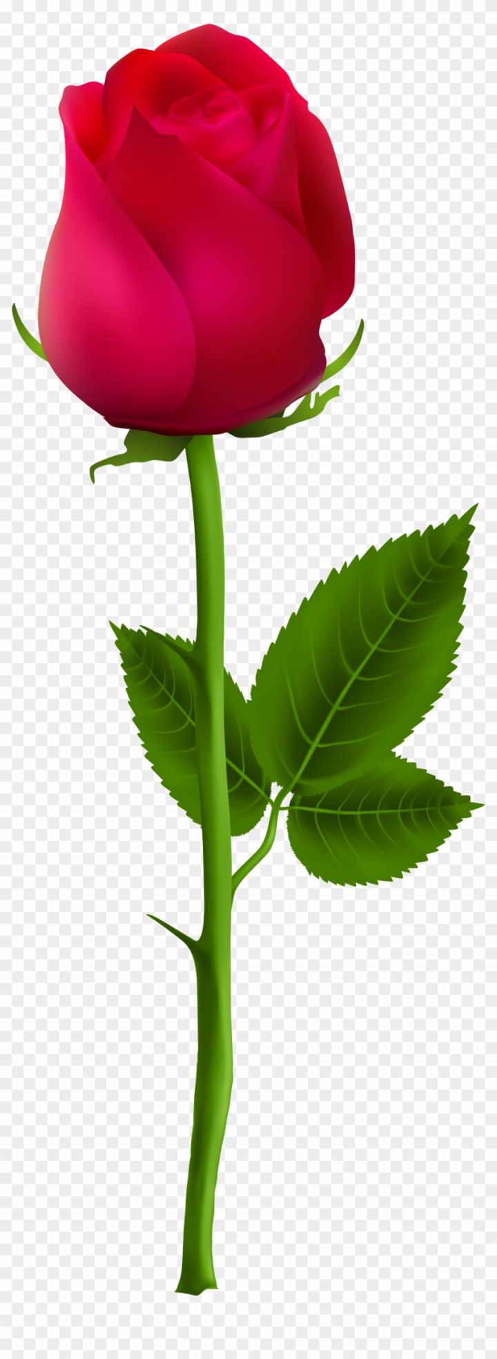 Rose bud botanical illustration. Flower branch sketch Stock Vector Image &  Art - Alamy