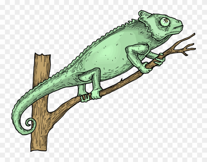 free iguana clipart