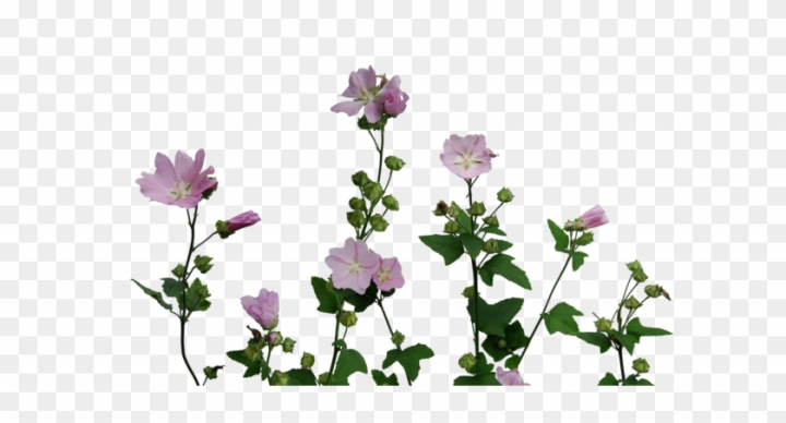 Free: Transparent Flowers Transparent Flowers Colour Plant