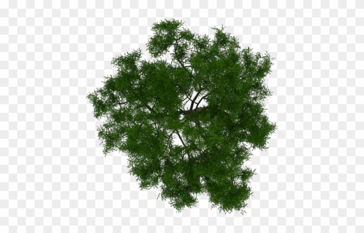 tree plan png