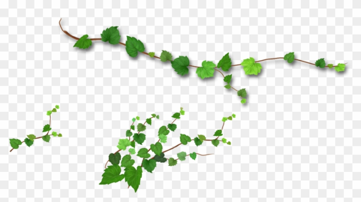 branches,wine,trees,ivy,plant,ivy vine,wood,foliage,leaf,decorative,family tree,swirl,leaf pattern,vines,forest,spring,tree,vineyard,house,jungle vines,branch,grape vine,three,vine leaves,leaves,vine leaf,christmas tree,vine border,maple leaf,flower vine,tree of life,decoration,nature,tree silhouette,autumn,abstract christmas tree,collection,red christmas tree,summer,oak tree,png,comclipartmax