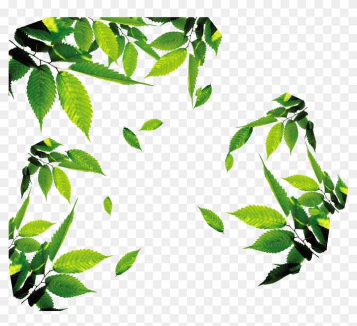 Tea Leaf Logo png download - 1000*1500 - Free Transparent Tea png Download.  - CleanPNG / KissPNG