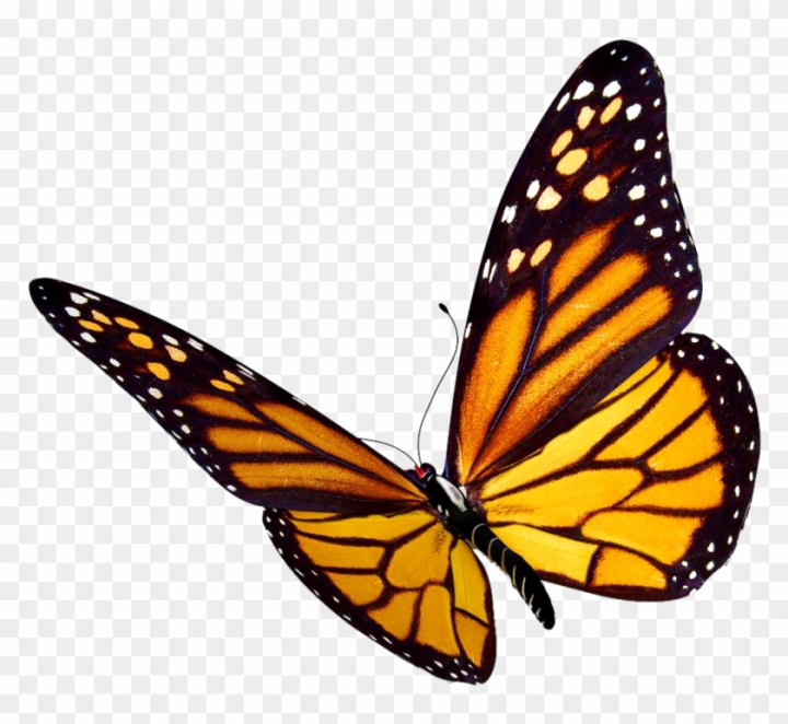 Monarch Butterfly Drawing Vector Images (over 4,900)