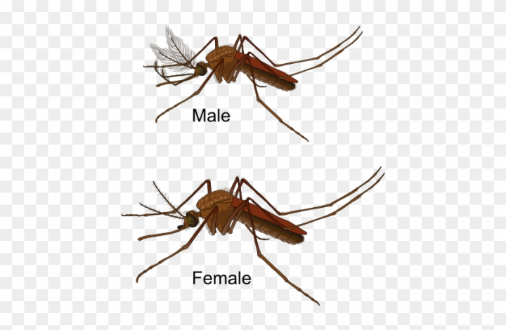 Free Why Are Mosquitoes Attracted To Some People More Than Male Mosquito Vs Female Mosquito 9142