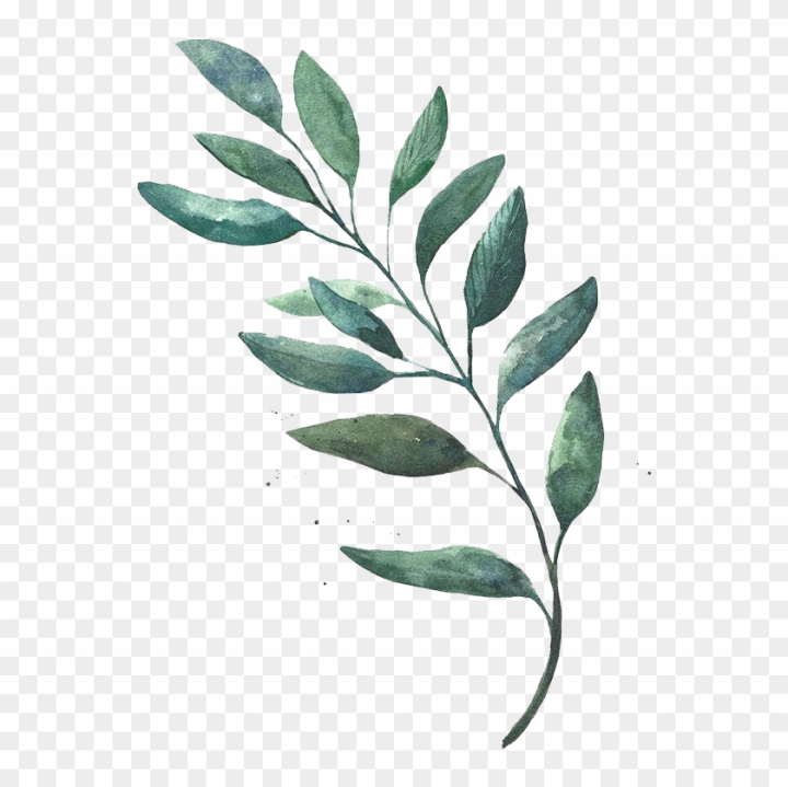 Mochizuki plants, black and white leaves illustration transparent  background PNG clipart | HiClipart