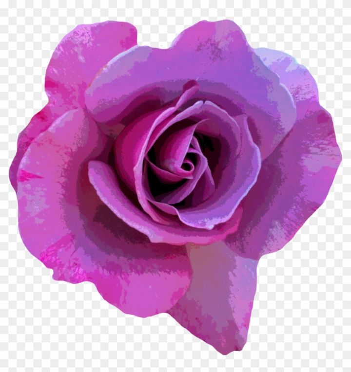 Free: Rose Flower Photography Pink - Animated Hd Love Rose Purple Rose  Butterfly 