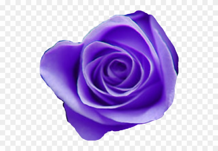 purple roses wallpaper tumblr