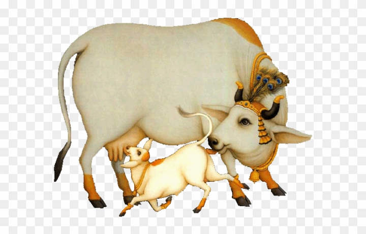 indian cow images for kids