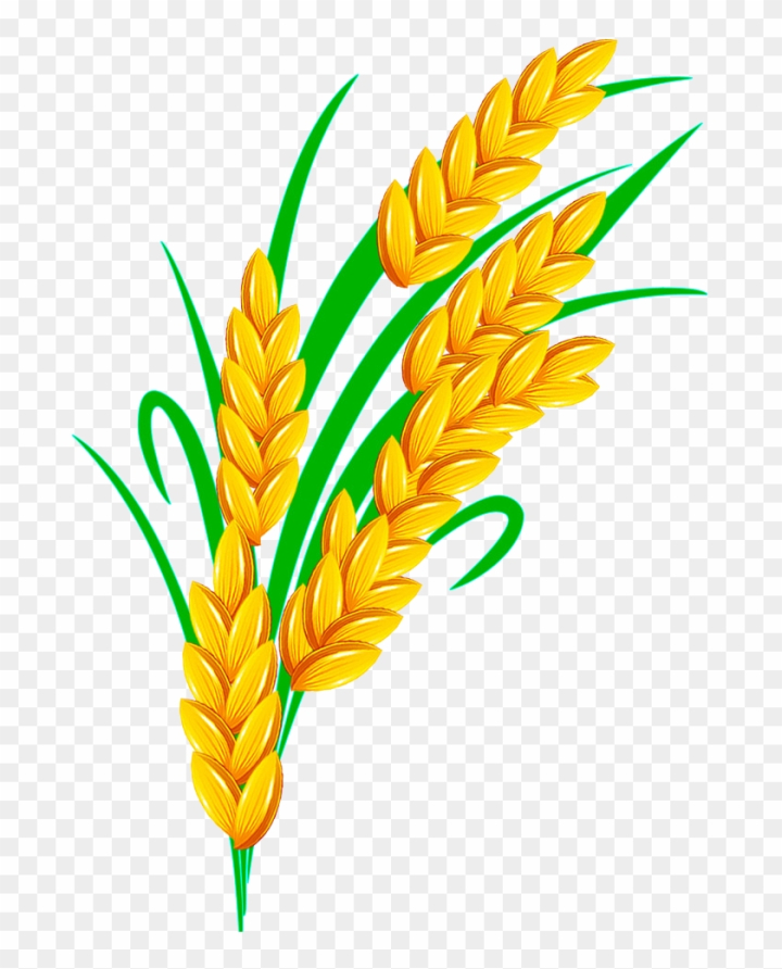nature,pattern,corn,square,banner,leaves,healthy,leaf,food,glass,crop,logo,oats,agriculture,bread,frame,seed,field,rice,vector design,wheat grain,plant,wood grain,flower vector,breakfast,farm,symbol,asian,organic,harvest,background,landscape,asia,natural,rice grain,rice bowl,wheat,pasta,farming,cereal,png,comclipartmax