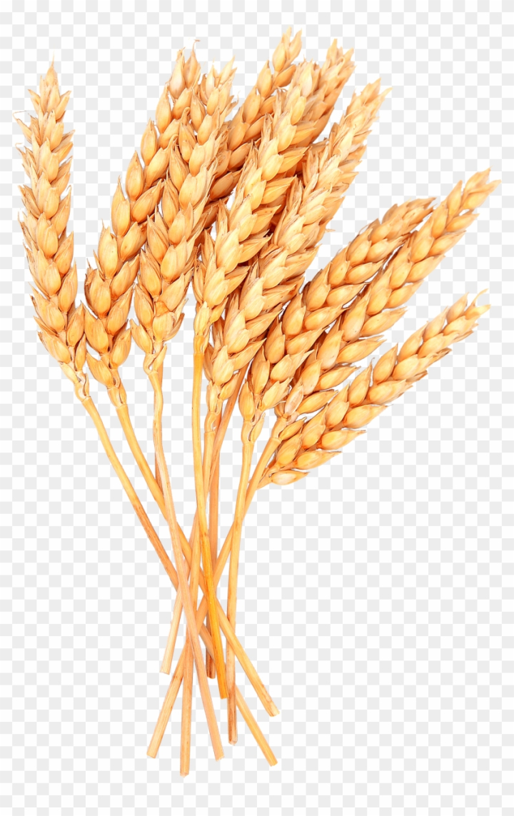 grain,set,stalk,banner,graphic,seasons of the year,barley,wheat,wheat harvest,retro clipart,nature,food,shape,clipart kids,agriculture,retro,plant,advertising,harvest,tennis clipart,cereal,seed,healthy,corn,farm,bread,rice,wheat grain,illustration,symbol,organic,natural,design,crop,isolated,background,field,sign,farming,oats,png,comclipartmax