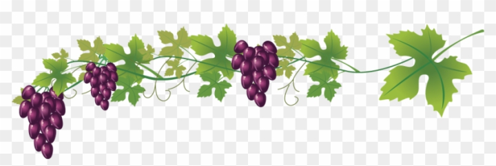 red wine grapes clip art