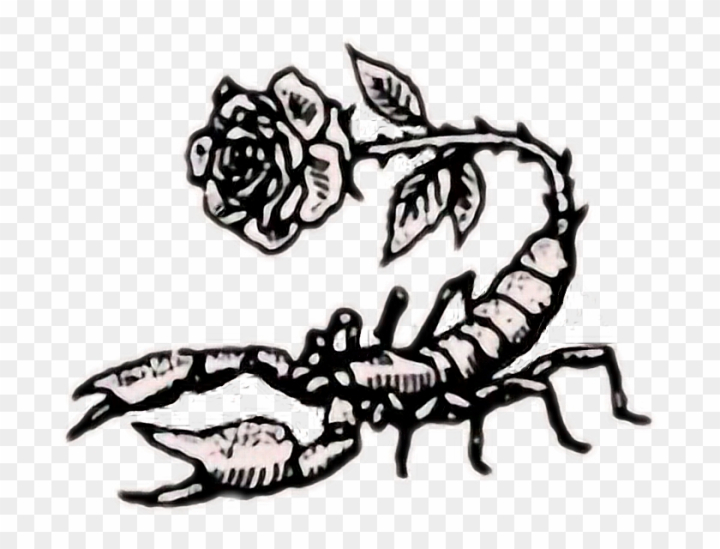 Scorpion pen drawing [OC] - scorpion post - Imgur