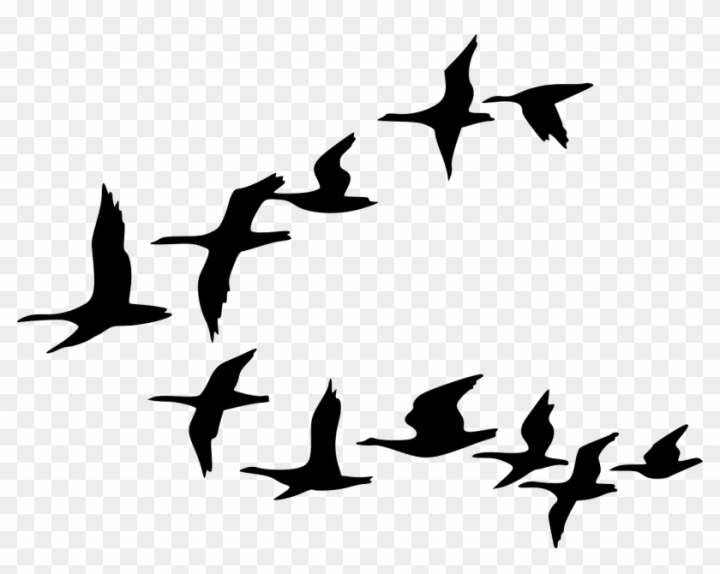 Bird silhouettes. Flying birds flock, black drawing flight r-saigonsouth.com.vn