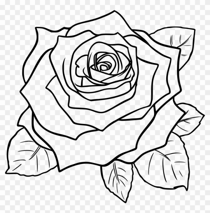 How to draw a rose: easy step-by-step rose drawing